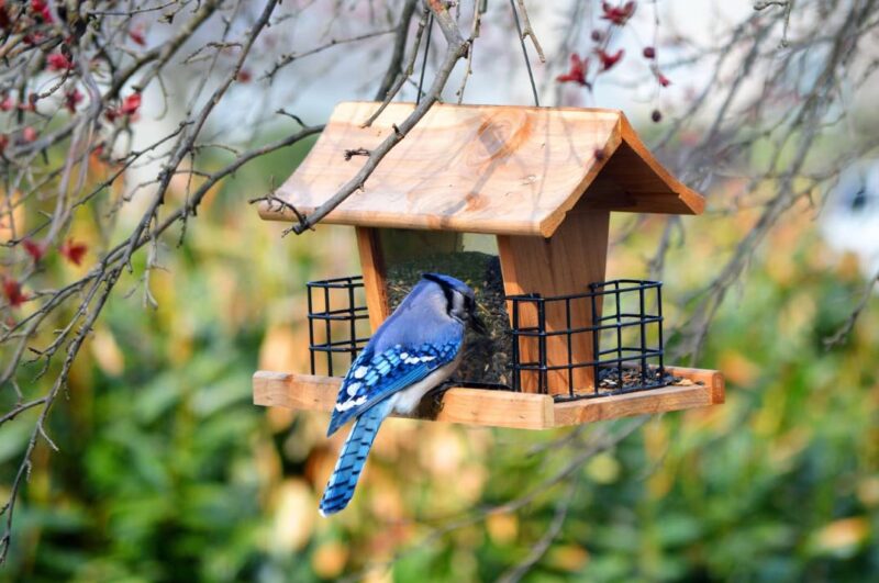 Bird Feeder with Transparent Container