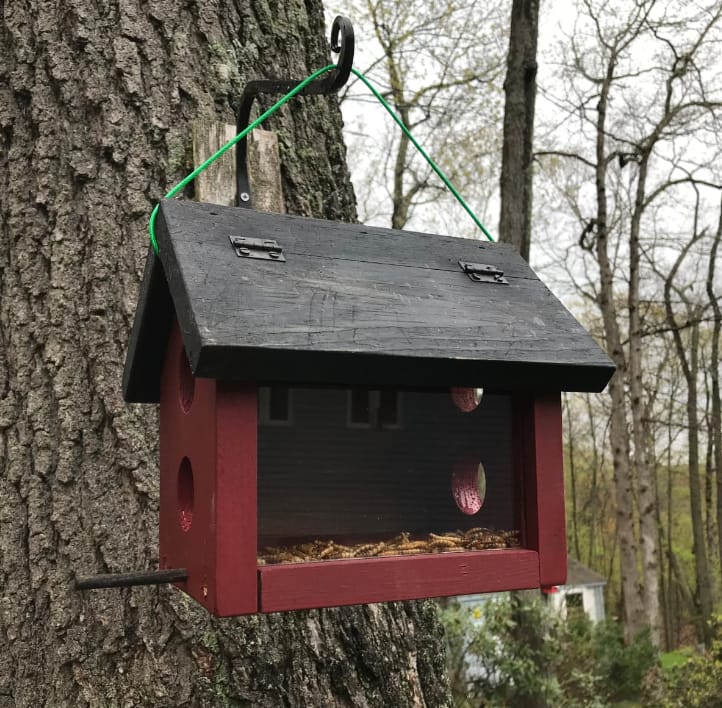 Bluebird Feeder