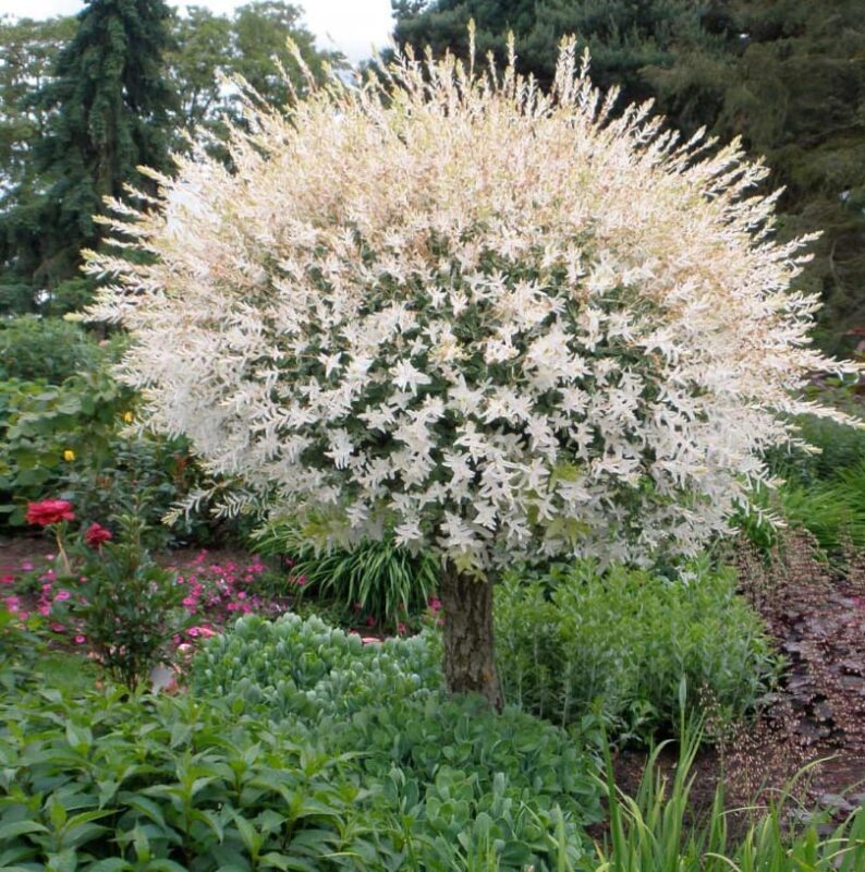 Fast-Growing Tricolor Willow