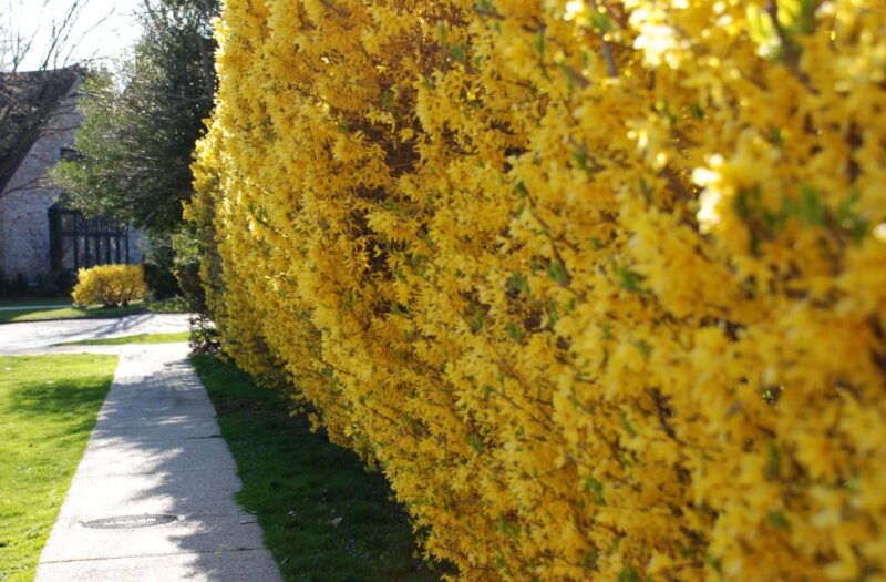 Forsythia for Backyard Fence