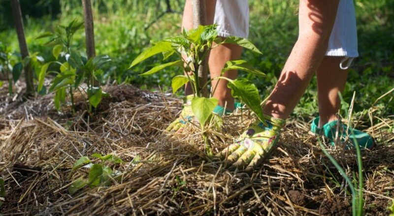 Insulate Plant Roots from Winter