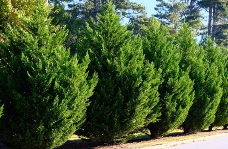 Lush Green Leyland Cypress Tree