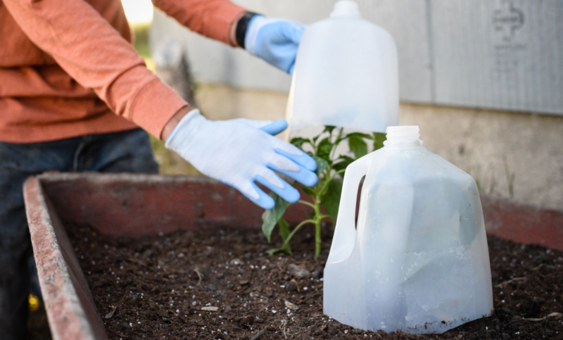 Protect Sensitive Plants from Winter