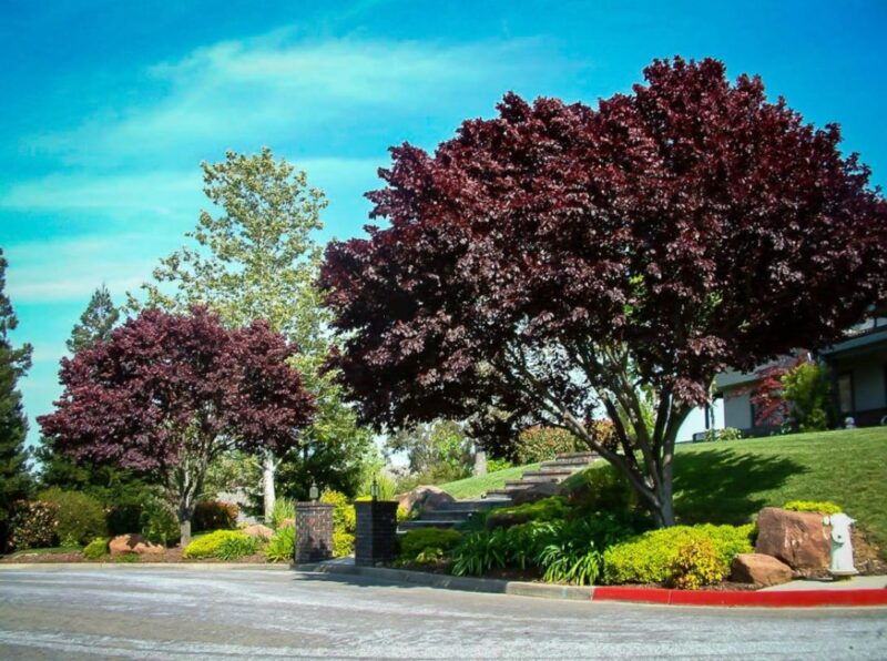 Trees for Backyard Privacy