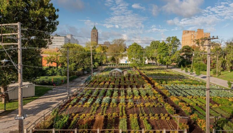 Tips for Growing Specific Plants in Limited Spaces