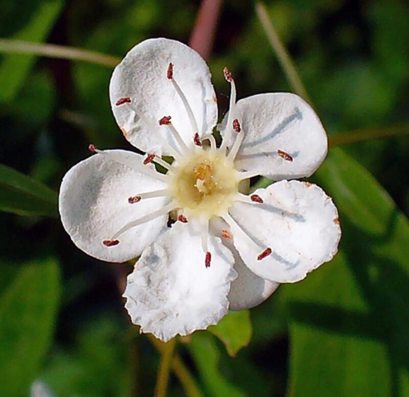 A Good Healing Plant