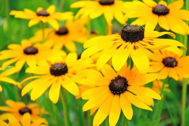 black eyed susan flower meaning