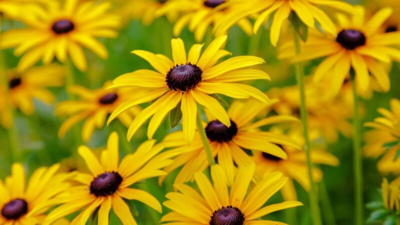 A Symbol of Friendship