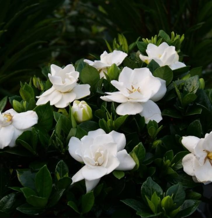 Gardenia flower The Symbol of Giving Trust