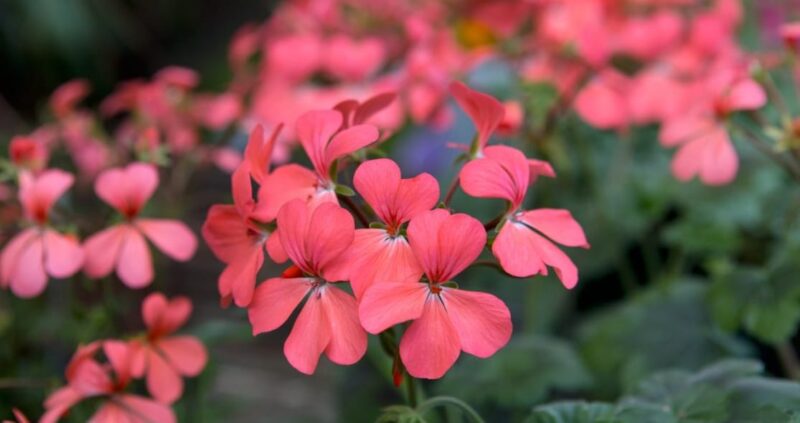 Geranium flower Symbol of Great Happiness