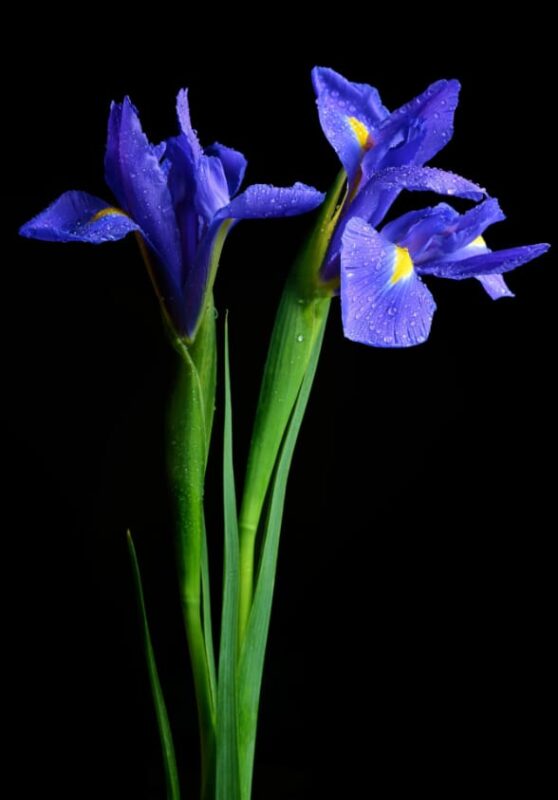 Iris flower meaning