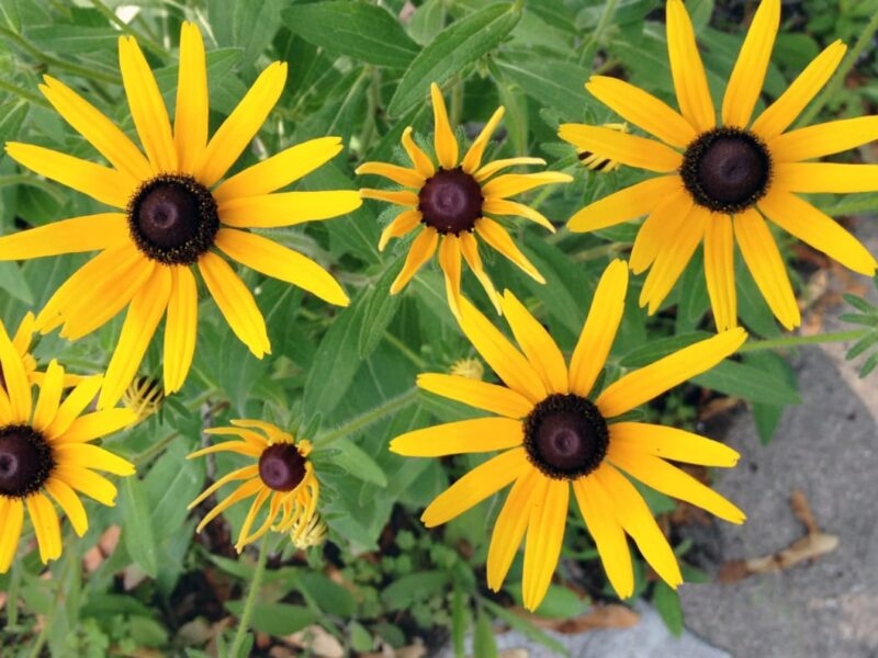 Reuniting Long-time Love