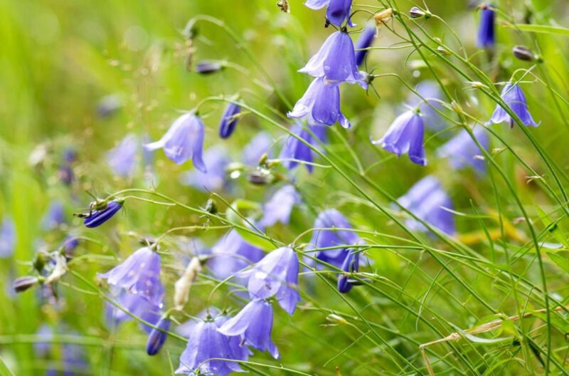 The Sign of Gratitude