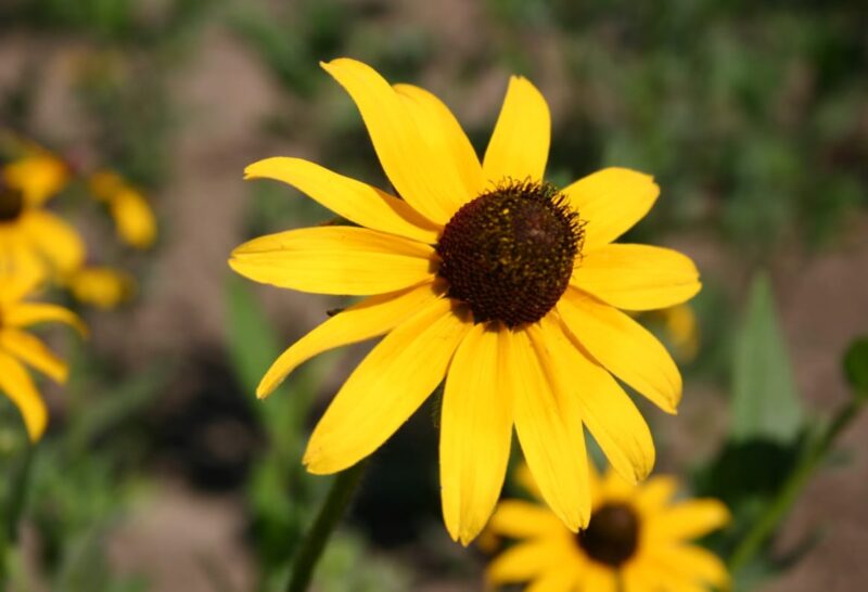 The Symbol of Charming