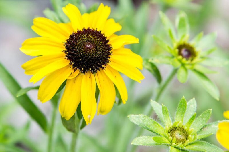 The Symbol of Happiness