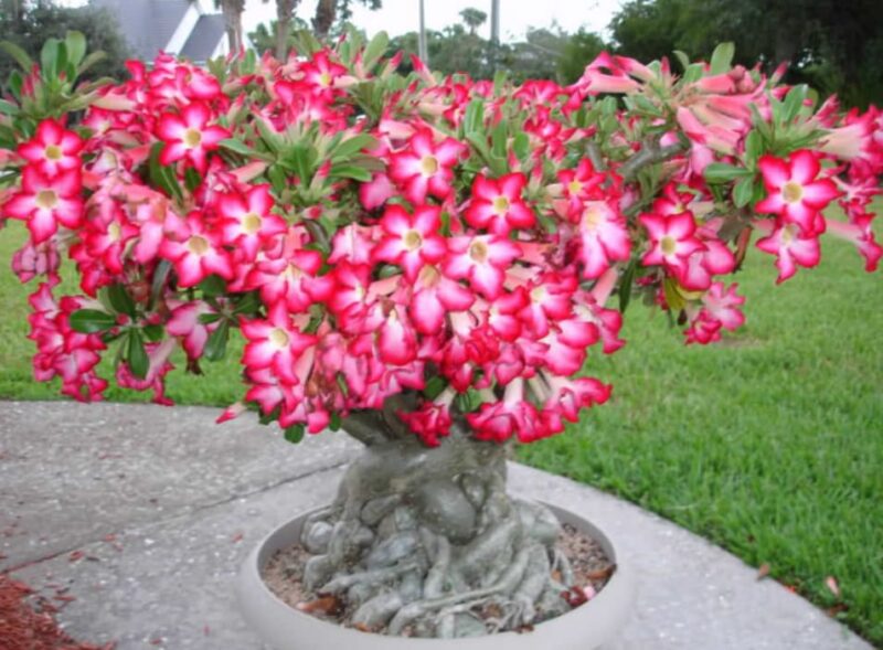 desert rose A Symbol of Strength