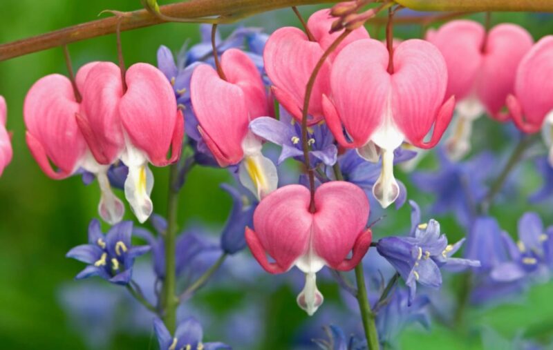 symbol of a bleeding heart flower is sensitivity