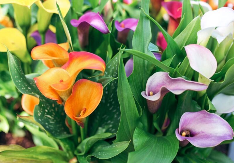 Calla lily meanings