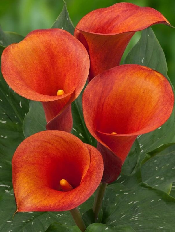 Calla Lily in Ancient Greeks Meaning