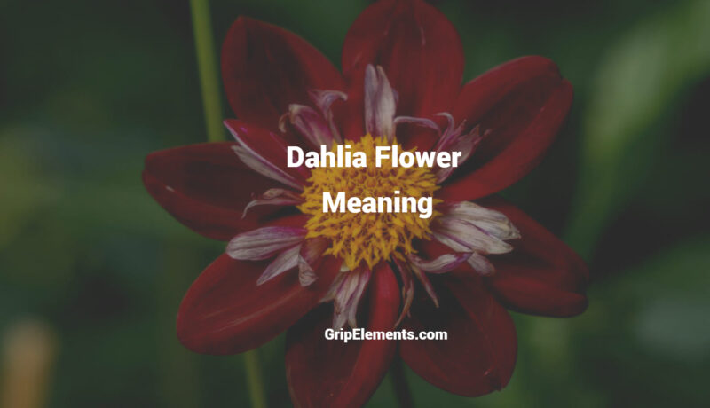 Dahlia flower meaning