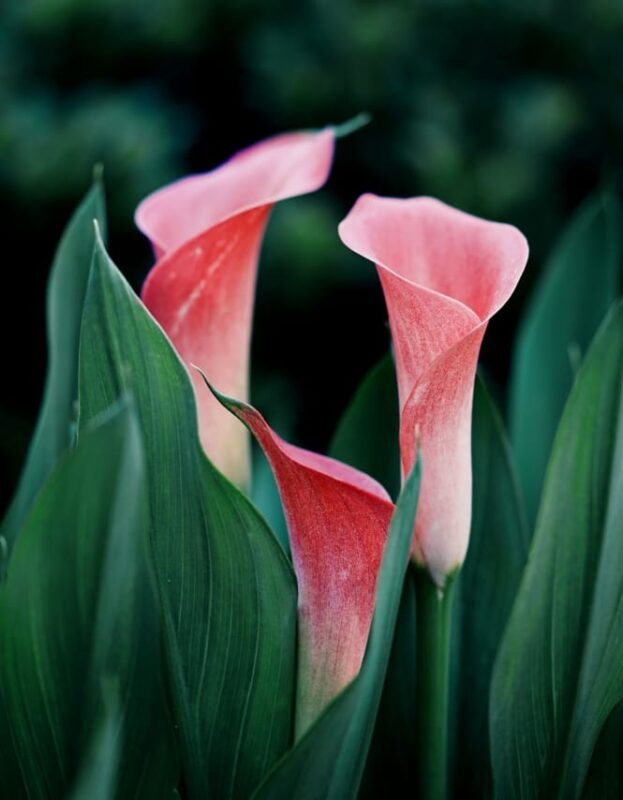 Pink Calla Lillies Reflect Appreciation