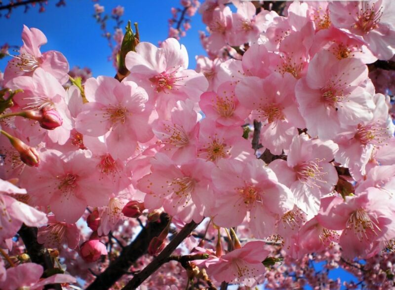 Pink Sakura Meaning
