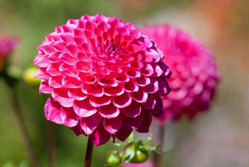 Purple Dahlia Stands for Royalty