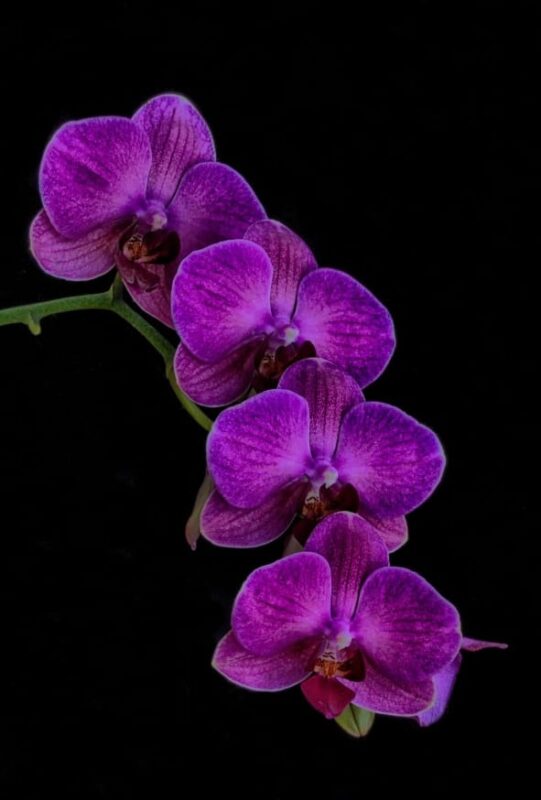 Orchid flower meaning