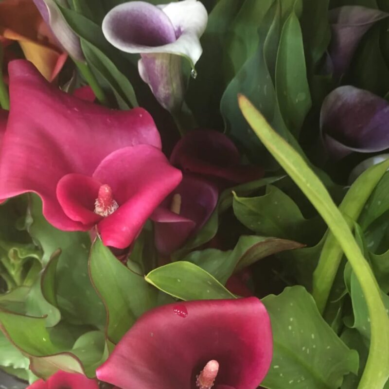 Calla lily meanings