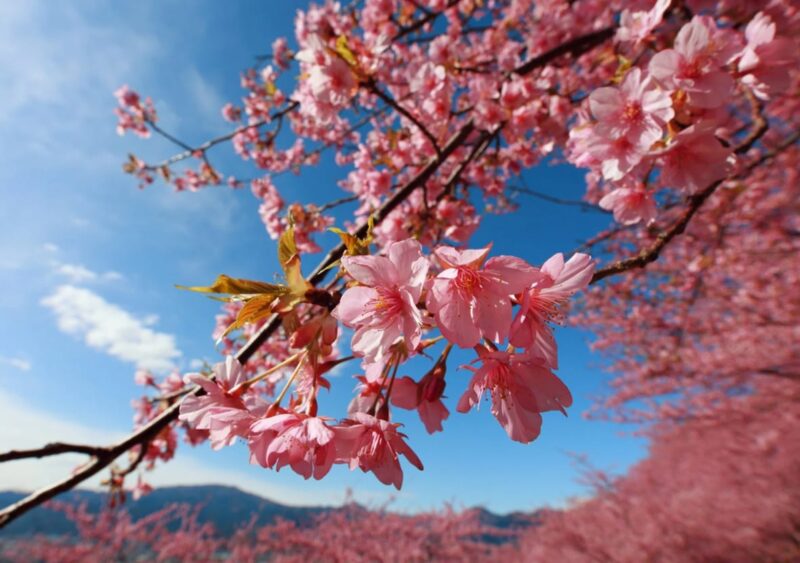 Sakura Meaning in China