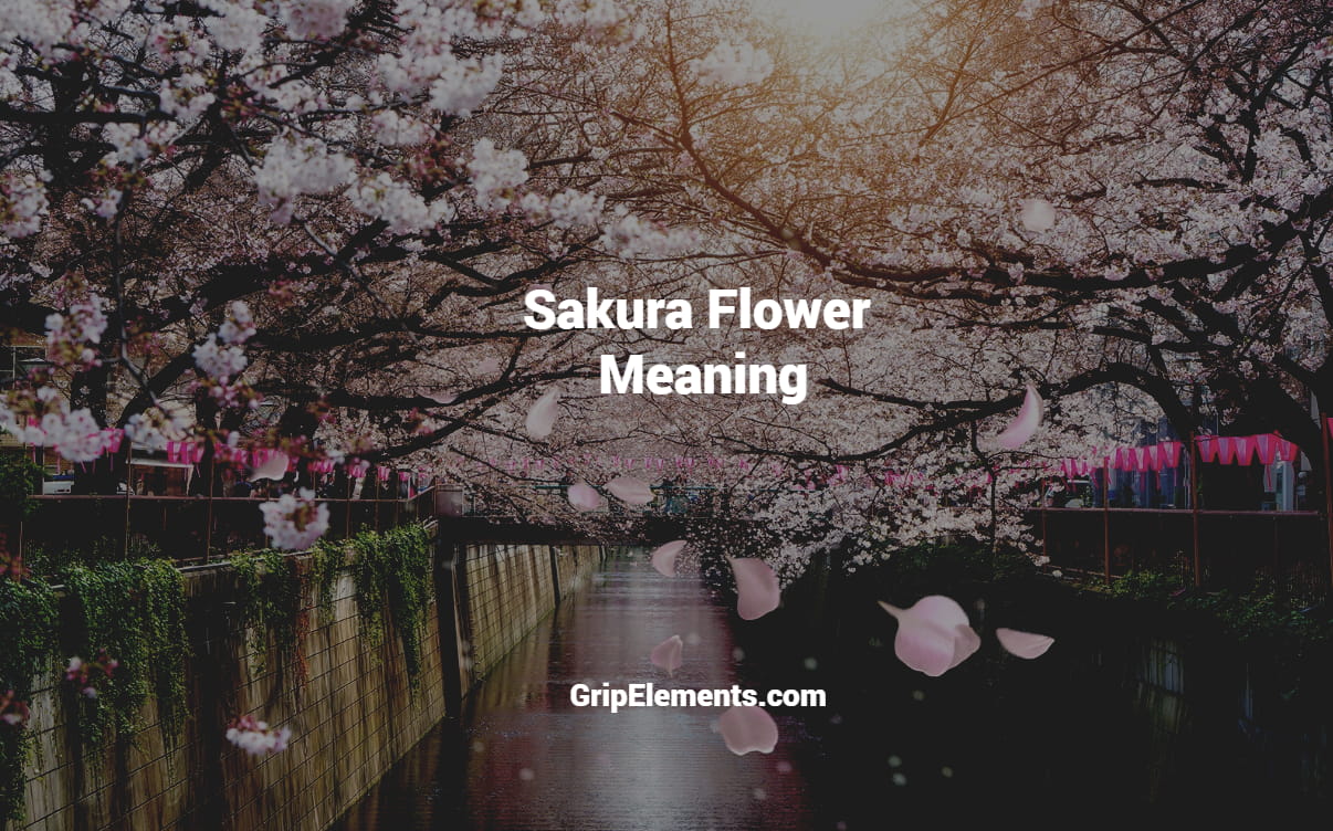 Sakura Flower Meaning and Symbolism - GRIP ELEMENTS