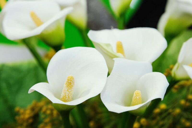 White Calla Lily Represent Purity