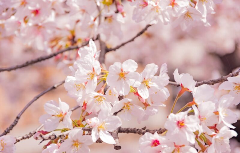 White Sakura Meaning