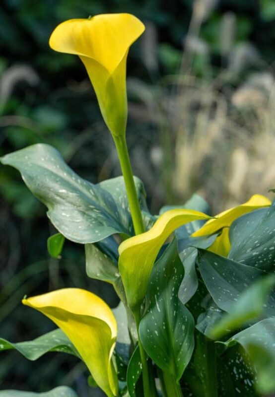 Yellow Calla Lily for Joy